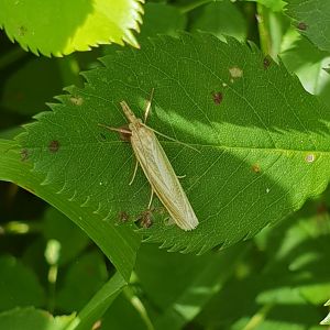 Crambus perlella