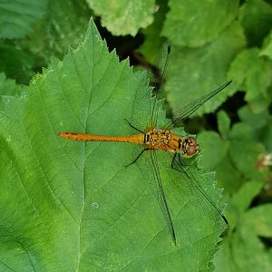 Ruddy darter - Sympetrum sanguineum - male ( still not fully colored )