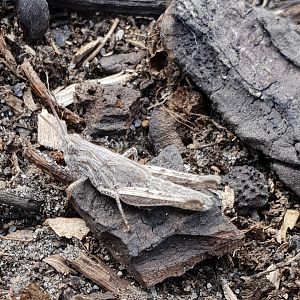 Nymph Chorthippus-grasshopper