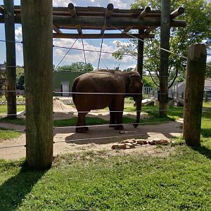 Asian elephant - Ruth