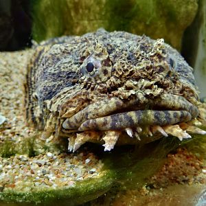 Oyster toadfish
