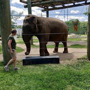 Asian elephant - Emily