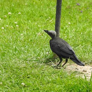 Jackdaw Juvenile