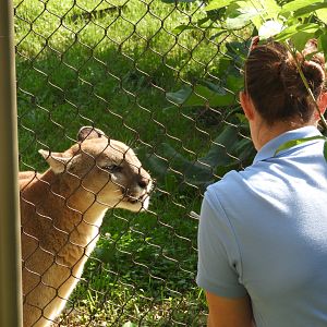 Keeper with Cougar (Puma concolor)