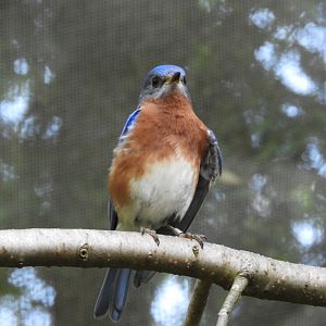 Eastern Bluebird (Sialia sialis)