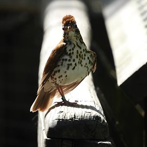 Wood Thrush (Hylocichla mustelina)