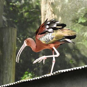 White-faced Ibis (Plegadis chihi)