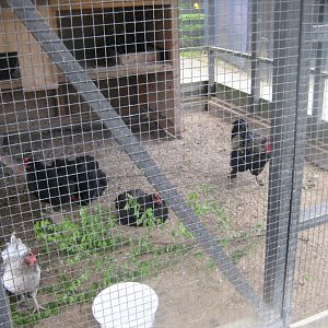 Randers Naturcenter - Chicken exhibit #1