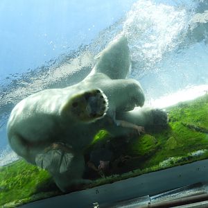 Polar Bear (Ursus maritimus) from Underneath