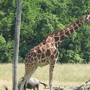 Generic Giraffe (Giraffa sp.)