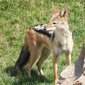 Black-backed Jackal (Canis mesomelas)