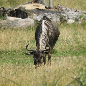 Wildebeest (Connochaetes taurinus)