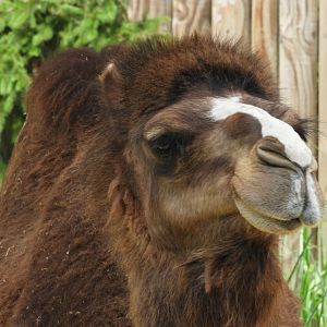 Dromedary (Camelus dromedarius)