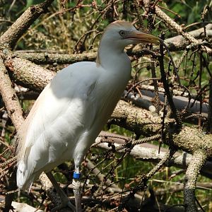 Cattle Egret (Bubulcus ibis) carrying stick