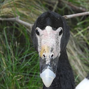 Magpie Goose (Anseranas semipalmata)