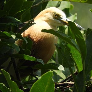 Javan Pond Heron (Ardeola speciosa)
