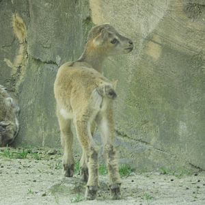 Markhor (Capra falconeri) kid
