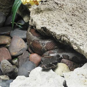 Blood Python (Python brongersmai)