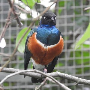 Superb Starling (Lamprotornis superbus)