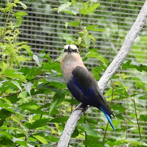 Blue-bellied Roller (Coracias cyanogaster)