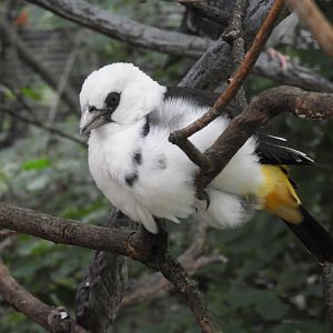 White-headed Buffalo Weaver (Dinemellia dinemelli)