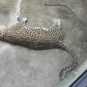 Leopard (Panthera pardus)