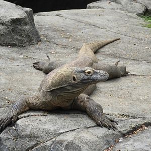 Komodo Dragon (Varanus komodoensis)