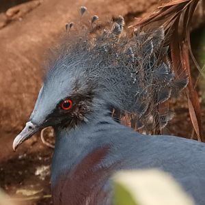 Victoria Crowned Pigeon (Goura victoria)