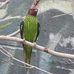 Goldie's Lorikeet (Psitteuteles goldiei)