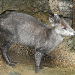 Tufted Deer (Elaphodus cephalophus)