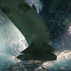 Giant shovelnose ray