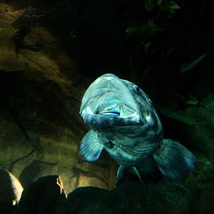 Potato grouper with cleaner wrasse inside its mouth