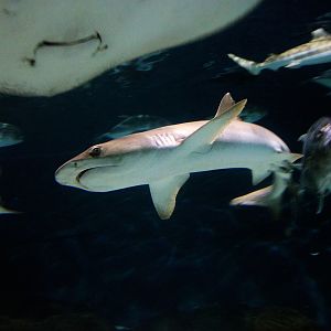 Whitetip reef shark
