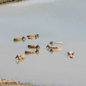 Pere David's Deer (Elaphurus davidianus) herd