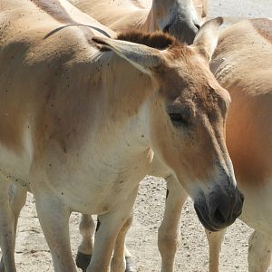 Persian Onager (Equus hemionus onager)