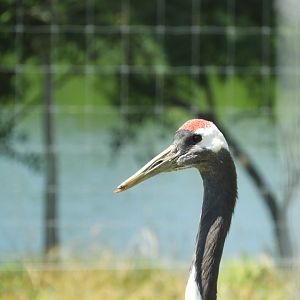Red-crowned Crane (Grus japonensis)