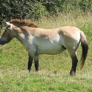 Przewalski's Wild Horse (Equus ferus przewalskii)