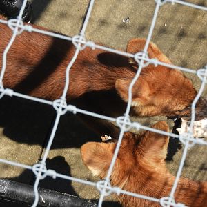 Dhole (Cuon alpinus) pups