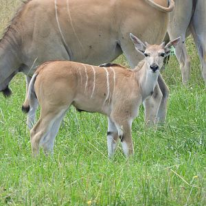 Common Eland (Taurotragus oryx) calf