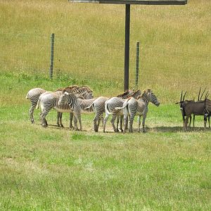 Grevy's Zebras (Equus grevyi) and Fringe-eared Oryxes (Oryx beisa callotis)
