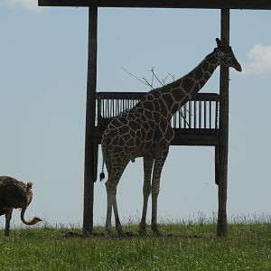When even ostriches look tiny...