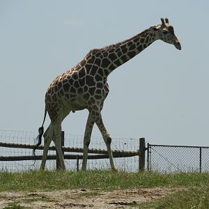 Generic Giraffe (Giraffa sp.)