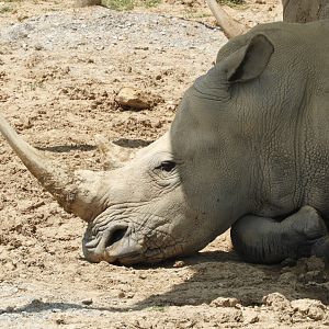 Southern White Rhinoceros (Ceratotherium simum simum)