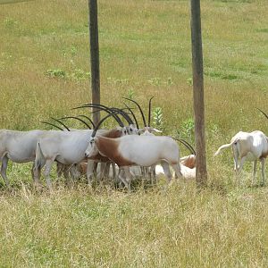 Scimitar-horned Oryxes (Oryx dammah)
