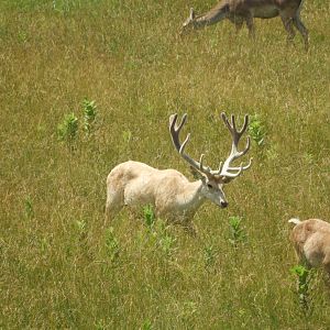 Bactrian Deer (Cervus elaphus bactrianus) buck