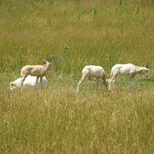 Scimitar-horned Oryx (Oryx dammah) calves