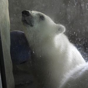 Polar Bear (Ursus maritimus) cub