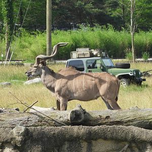 Greater Kudu (Tragelaphus strepsiceros)