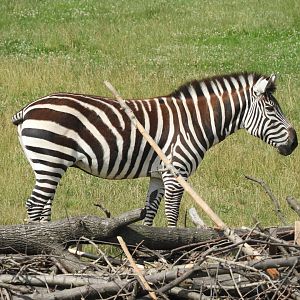 Grant's Zebra (Equus quagga boehmi)