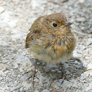 Young Robin, July 2019